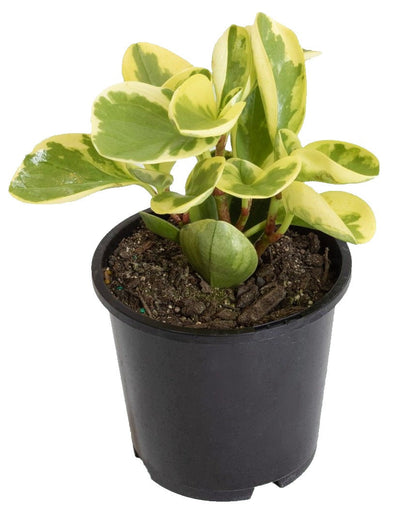Peperomia marble, Variegated Peperomia - www.FOP.ae Buy online Best and Healthy Plants and quality products guarantee in Dubai Plants Shop in Dubai Abu Dhabi all over UAE Plants near me Fresh Plants in Dubai where to buy plants in UAE - FOP.ae
