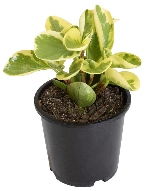 Peperomia marble, Variegated Peperomia - www.FOP.ae Buy online Best and Healthy Plants and quality products guarantee in Dubai Plants Shop in Dubai Abu Dhabi all over UAE Plants near me Fresh Plants in Dubai where to buy plants in UAE - FOP.ae