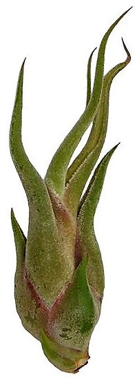 Tillandsia Caput-Medusae - www.FOP.ae Buy online Best and Healthy Plants and quality products guarantee in Dubai Plants Shop in Dubai Abu Dhabi all over UAE Plants near me Fresh Plants in Dubai where to buy plants in UAE - FOP.ae