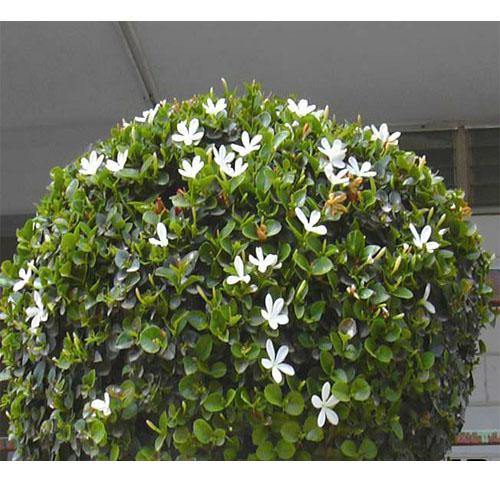 Carissa Grandiflora, Prostrata, Natal Plum - www.FOP.ae Buy online Best and Healthy Plants and quality products guarantee in Dubai Plants Shop in Dubai Abu Dhabi all over UAE Plants near me Fresh Plants in Dubai where to buy plants in UAE - FOP.ae