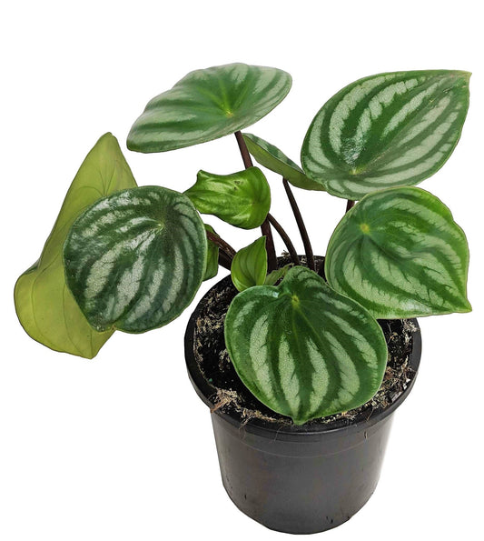 Watermelon Peperomia, Peperomia Argyreia - www.FOP.ae Buy online Best and Healthy Plants and quality products guarantee in Dubai Plants Shop in Dubai Abu Dhabi all over UAE Plants near me Fresh Plants in Dubai where to buy plants in UAE - FOP.ae