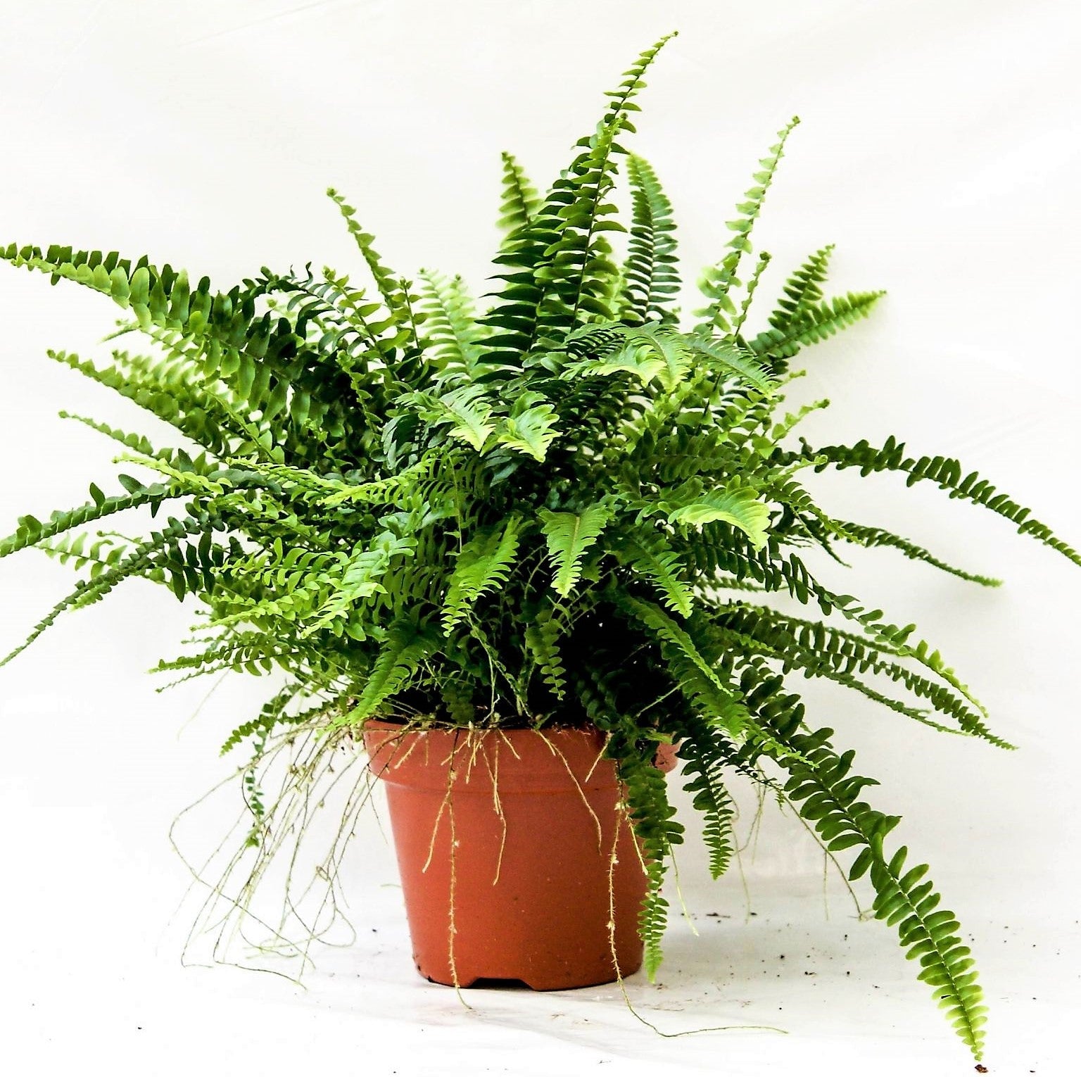 Nephrolepis exaltata, Green Lady, Boston Fern or Sword Fern - www.FOP.ae Buy online Best and Healthy Plants and quality products guarantee in Dubai Plants Shop in Dubai Abu Dhabi all over UAE Plants near me Fresh Plants in Dubai where to buy plants in UAE - FOP.ae
