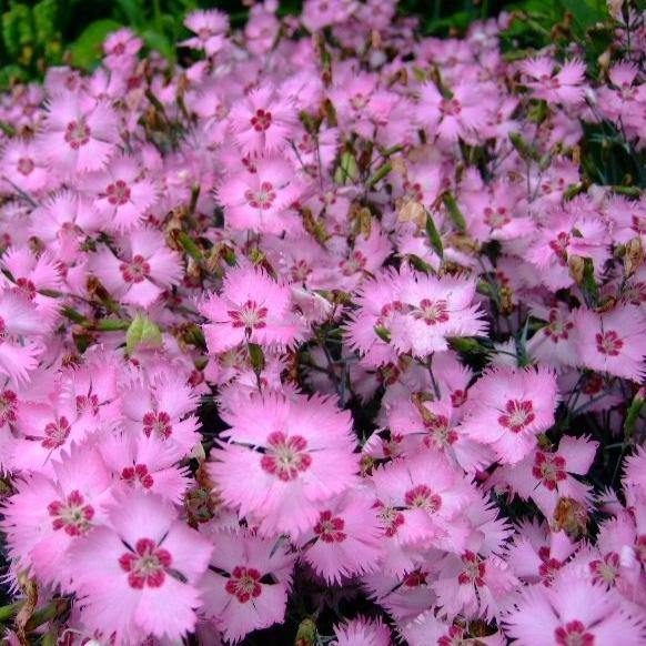 Dianthus Caryophyllus, Carnation (small) - www.FOP.ae Buy online Best and Healthy Plants and quality products guarantee in Dubai Plants Shop in Dubai Abu Dhabi all over UAE Plants near me Fresh Plants in Dubai where to buy plants in UAE - FOP.ae