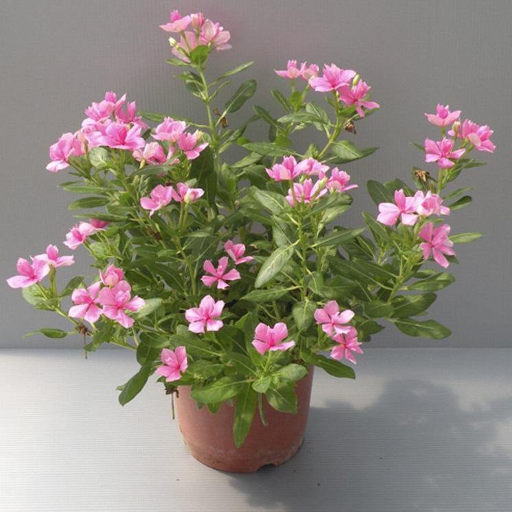 Vinca Flowers (small) - www.FOP.ae Buy online Best and Healthy Plants and quality products guarantee in Dubai Plants Shop in Dubai Abu Dhabi all over UAE Plants near me Fresh Plants in Dubai where to buy plants in UAE - FOP.ae
