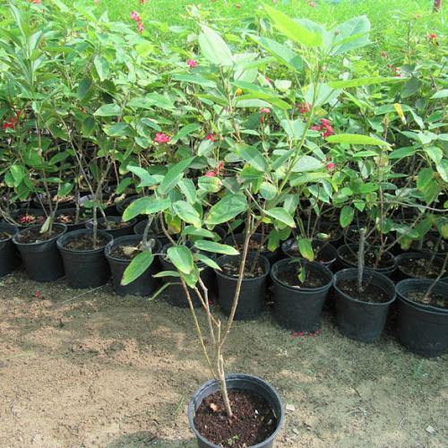 Jatropha Integerrima, Peregrine, Spicy Jatropha - www.FOP.ae Buy online Best and Healthy Plants and quality products guarantee in Dubai Plants Shop in Dubai Abu Dhabi all over UAE Plants near me Fresh Plants in Dubai where to buy plants in UAE - FOP.ae