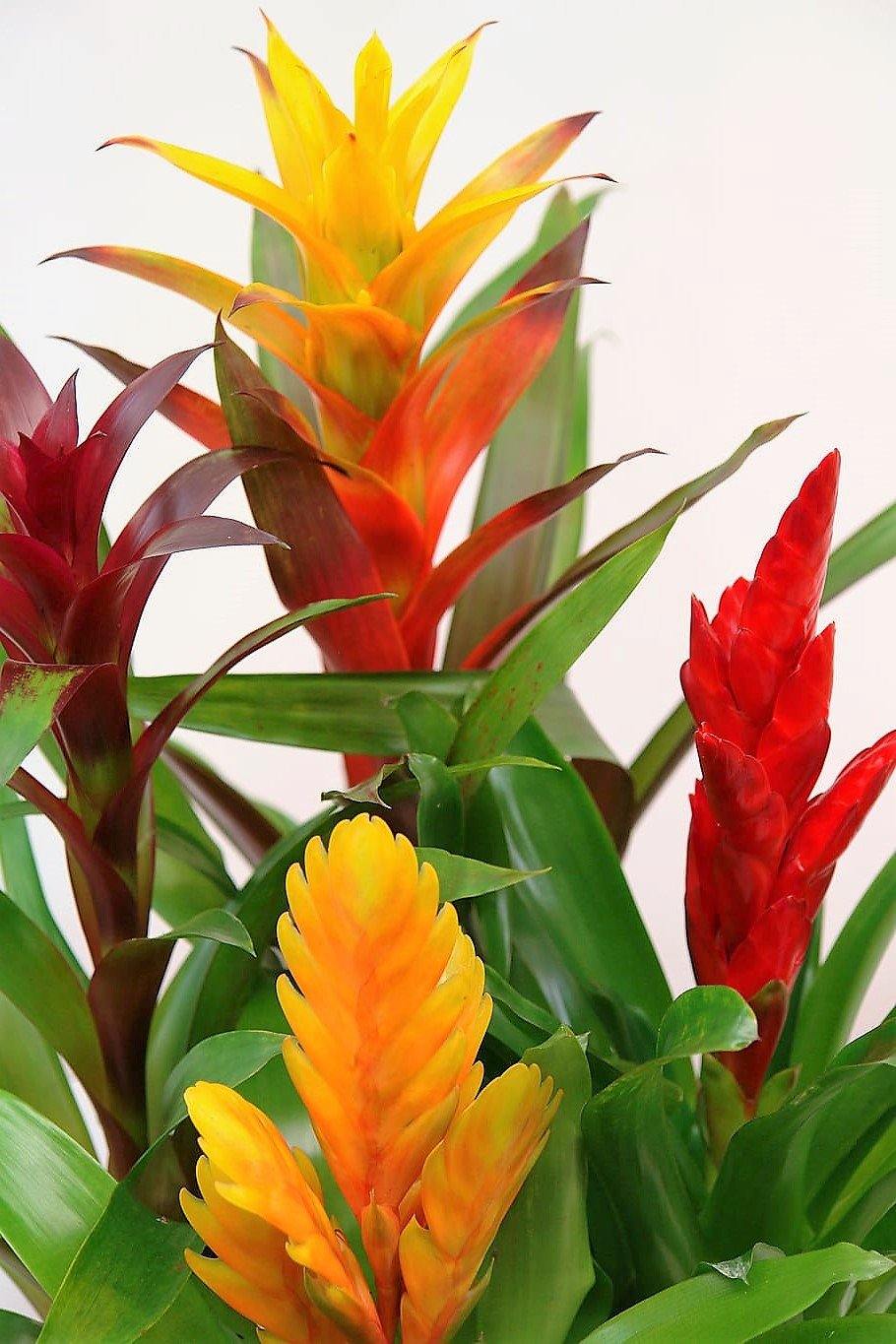 Guzmania Red Yellow Orange Plants, Scarlet Star - www.FOP.ae Buy online Best and Healthy Plants and quality products guarantee in Dubai Plants Shop in Dubai Abu Dhabi all over UAE Plants near me Fresh Plants in Dubai where to buy plants in UAE - FOP.ae