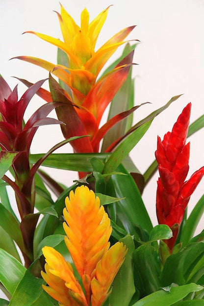 Guzmania Red Yellow Orange Plants, Scarlet Star - www.FOP.ae Buy online Best and Healthy Plants and quality products guarantee in Dubai Plants Shop in Dubai Abu Dhabi all over UAE Plants near me Fresh Plants in Dubai where to buy plants in UAE - FOP.ae