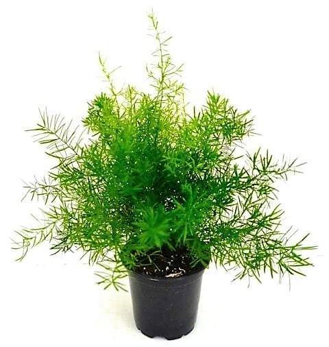 Asparagus Fern - www.FOP.ae Buy online Best and Healthy Plants and quality products guarantee in Dubai Plants Shop in Dubai Abu Dhabi all over UAE Plants near me Fresh Plants in Dubai where to buy plants in UAE - FOP.ae
