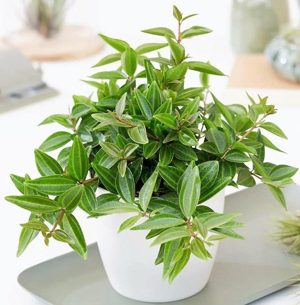 Green Leaf Peperomia , Peperomia Angulate - www.FOP.ae Buy online Best and Healthy Plants and quality products guarantee in Dubai Plants Shop in Dubai Abu Dhabi all over UAE Plants near me Fresh Plants in Dubai where to buy plants in UAE - FOP.ae