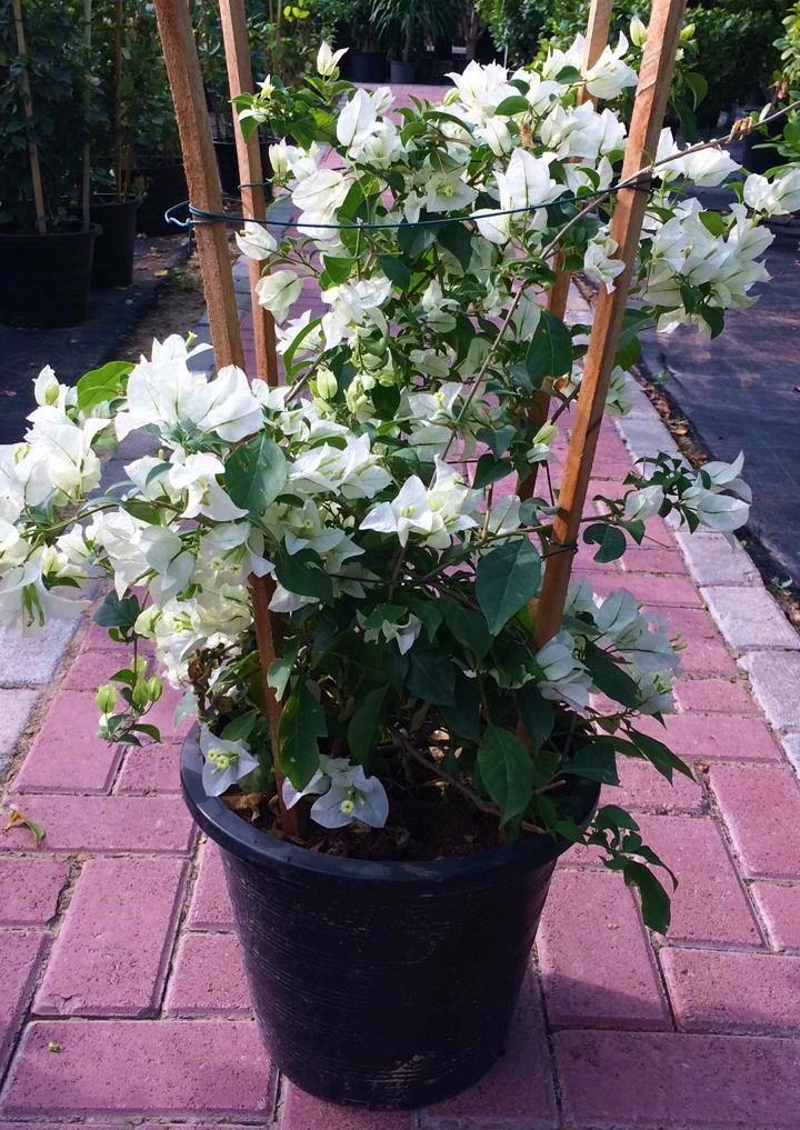 Bougainvillea Glabra White - www.FOP.ae Buy online Best and Healthy Plants and quality products guarantee in Dubai Plants Shop in Dubai Abu Dhabi all over UAE Plants near me Fresh Plants in Dubai where to buy plants in UAE - FOP.ae