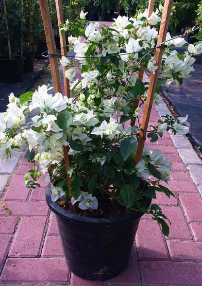 Bougainvillea Glabra White - www.FOP.ae Buy online Best and Healthy Plants and quality products guarantee in Dubai Plants Shop in Dubai Abu Dhabi all over UAE Plants near me Fresh Plants in Dubai where to buy plants in UAE - FOP.ae