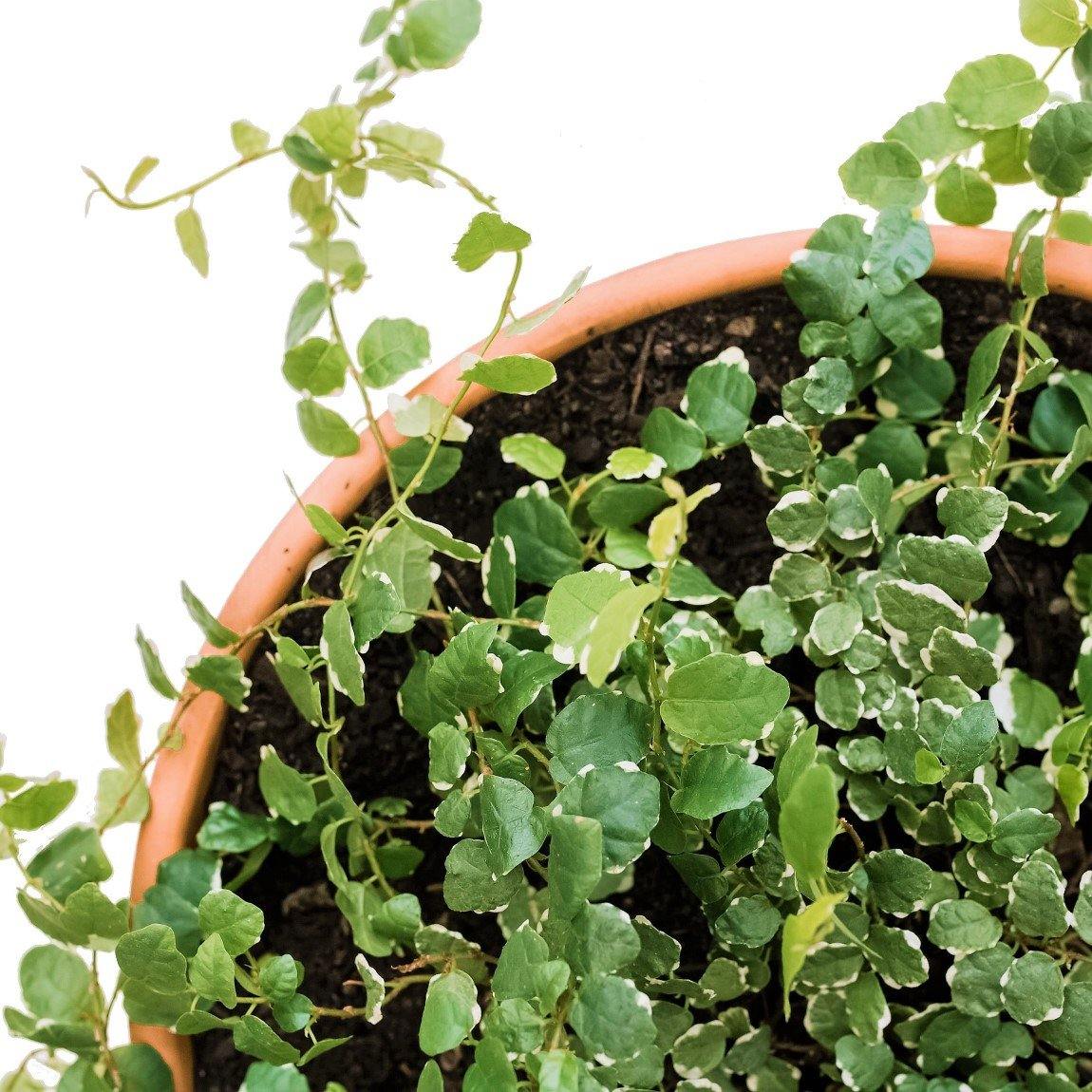 Climbing Fig, Ficus Pumila - www.FOP.ae Buy online Best and Healthy Plants and quality products guarantee in Dubai Plants Shop in Dubai Abu Dhabi all over UAE Plants near me Fresh Plants in Dubai where to buy plants in UAE - FOP.ae