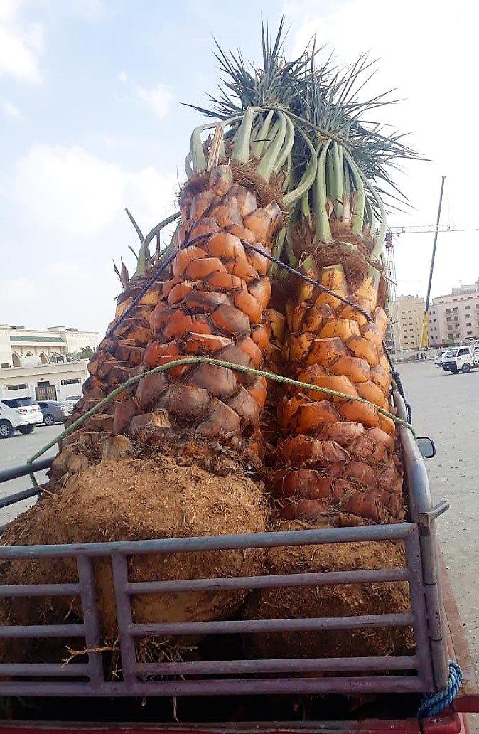 Date Palm, Phoenix Dactylifera - www.FOP.ae Buy online Best and Healthy Plants and quality products guarantee in Dubai Plants Shop in Dubai Abu Dhabi all over UAE Plants near me Fresh Plants in Dubai where to buy plants in UAE - FOP.ae
