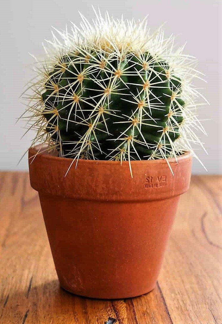 Ball Cactus, Barrel - www.FOP.ae Buy online Best and Healthy Plants and quality products guarantee in Dubai Plants Shop in Dubai Abu Dhabi all over UAE Plants near me Fresh Plants in Dubai where to buy plants in UAE - FOP.ae
