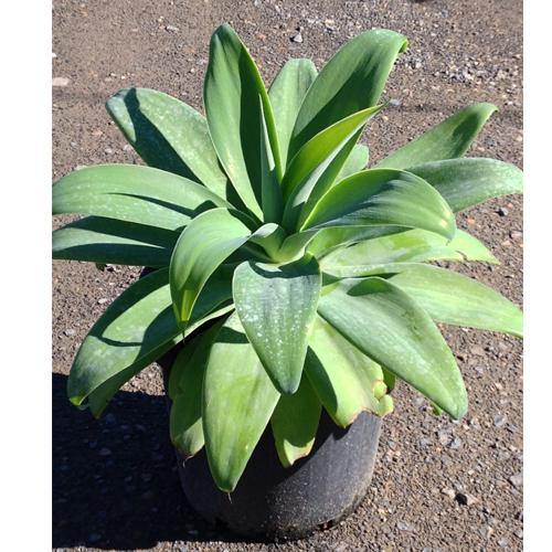 Agave Attenuata, Spineless Century Plant - www.FOP.ae Buy online Best and Healthy Plants and quality products guarantee in Dubai Plants Shop in Dubai Abu Dhabi all over UAE Plants near me Fresh Plants in Dubai where to buy plants in UAE - FOP.ae