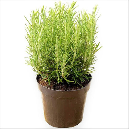 Rosmarinus Officialis, Rosemary Herb Indoor - www.FOP.ae Buy online Best and Healthy Plants and quality products guarantee in Dubai Plants Shop in Dubai Abu Dhabi all over UAE Plants near me Fresh Plants in Dubai where to buy plants in UAE - FOP.ae