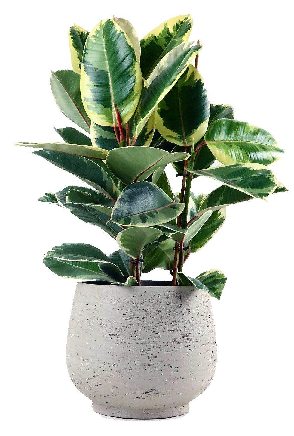 Ficus Elastic Tineke - www.FOP.ae Buy online Best and Healthy Plants and quality products guarantee in Dubai Plants Shop in Dubai Abu Dhabi all over UAE Plants near me Fresh Plants in Dubai where to buy plants in UAE - FOP.ae