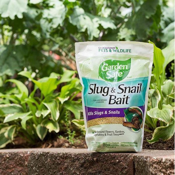 Garden Safe Slug, Snail Bait 2LB - www.FOP.ae Buy online Best and Healthy Plants and quality products guarantee in Dubai Plants Shop in Dubai Abu Dhabi all over UAE Plants near me Fresh Plants in Dubai where to buy plants in UAE - FOP.ae