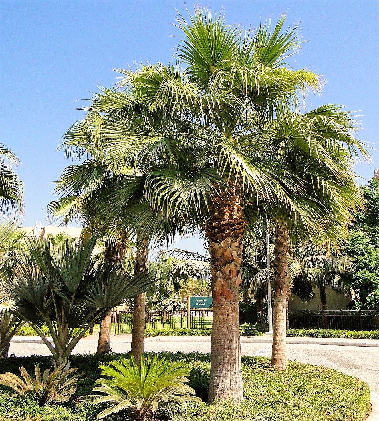 Mexican Fan Palm, Washingtonia Robusta - www.FOP.ae Buy online Best and Healthy Plants and quality products guarantee in Dubai Plants Shop in Dubai Abu Dhabi all over UAE Plants near me Fresh Plants in Dubai where to buy plants in UAE - FOP.ae