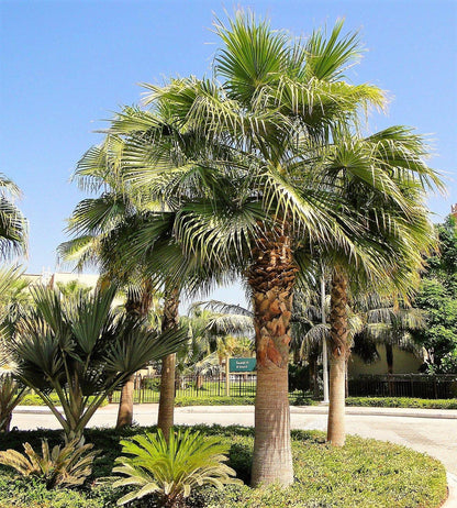 Mexican Fan Palm, Washingtonia Robusta - www.FOP.ae Buy online Best and Healthy Plants and quality products guarantee in Dubai Plants Shop in Dubai Abu Dhabi all over UAE Plants near me Fresh Plants in Dubai where to buy plants in UAE - FOP.ae