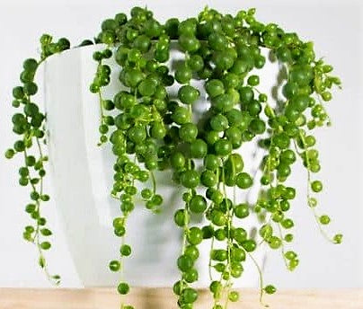 String of Pearls, Senecio Rowleyanus - www.FOP.ae Buy online Best and Healthy Plants and quality products guarantee in Dubai Plants Shop in Dubai Abu Dhabi all over UAE Plants near me Fresh Plants in Dubai where to buy plants in UAE - FOP.ae