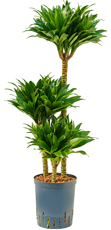 Dracaena Fragrans, Compacta - www.FOP.ae Buy online Best and Healthy Plants and quality products guarantee in Dubai Plants Shop in Dubai Abu Dhabi all over UAE Plants near me Fresh Plants in Dubai where to buy plants in UAE - FOP.ae