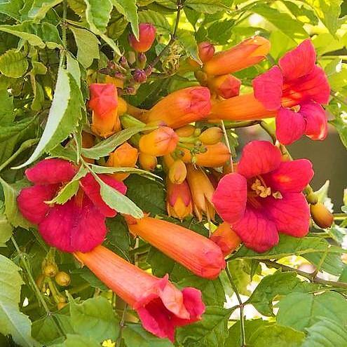 Campsis Radicans, Trumpet Vine - www.FOP.ae Buy online Best and Healthy Plants and quality products guarantee in Dubai Plants Shop in Dubai Abu Dhabi all over UAE Plants near me Fresh Plants in Dubai where to buy plants in UAE - FOP.ae