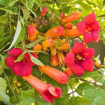 Campsis Radicans, Trumpet Vine - www.FOP.ae Buy online Best and Healthy Plants and quality products guarantee in Dubai Plants Shop in Dubai Abu Dhabi all over UAE Plants near me Fresh Plants in Dubai where to buy plants in UAE - FOP.ae