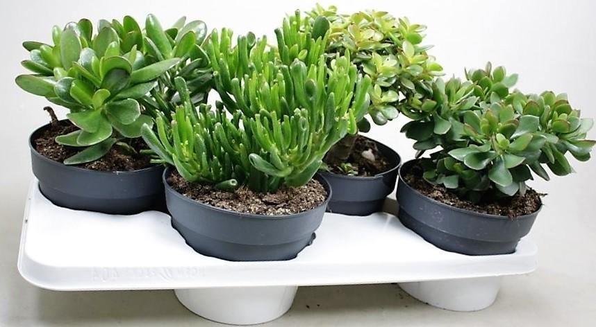 Crassula Mix - www.FOP.ae Buy online Best and Healthy Plants and quality products guarantee in Dubai Plants Shop in Dubai Abu Dhabi all over UAE Plants near me Fresh Plants in Dubai where to buy plants in UAE - FOP.ae