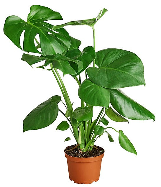 Swiss Cheese Plant, Monstera Deliciosa , The Hurricane - www.FOP.ae Buy online Best and Healthy Plants and quality products guarantee in Dubai Plants Shop in Dubai Abu Dhabi all over UAE Plants near me Fresh Plants in Dubai where to buy plants in UAE - FOP.ae