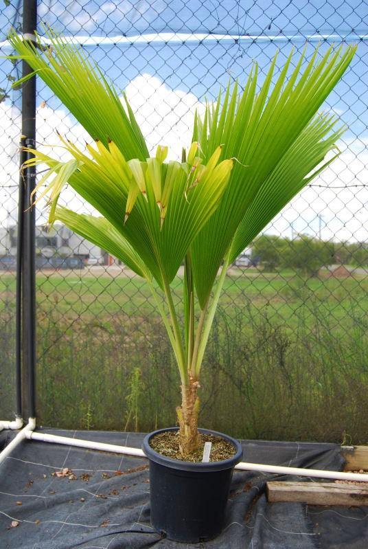 Fiji Fan Palm, Pritchardia Pacifica - www.FOP.ae Buy online Best and Healthy Plants and quality products guarantee in Dubai Plants Shop in Dubai Abu Dhabi all over UAE Plants near me Fresh Plants in Dubai where to buy plants in UAE - FOP.ae