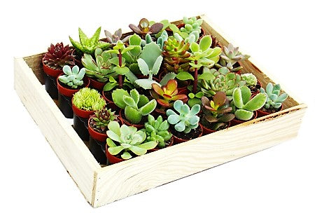 Mini succulents "Per Piece" - www.FOP.ae Buy online Best and Healthy Plants and quality products guarantee in Dubai Plants Shop in Dubai Abu Dhabi all over UAE Plants near me Fresh Plants in Dubai where to buy plants in UAE - FOP.ae