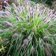 Pennisetum alopecuroides, Chinese fountain grass - www.FOP.ae Buy online Best and Healthy Plants and quality products guarantee in Dubai Plants Shop in Dubai Abu Dhabi all over UAE Plants near me Fresh Plants in Dubai where to buy plants in UAE - FOP.ae