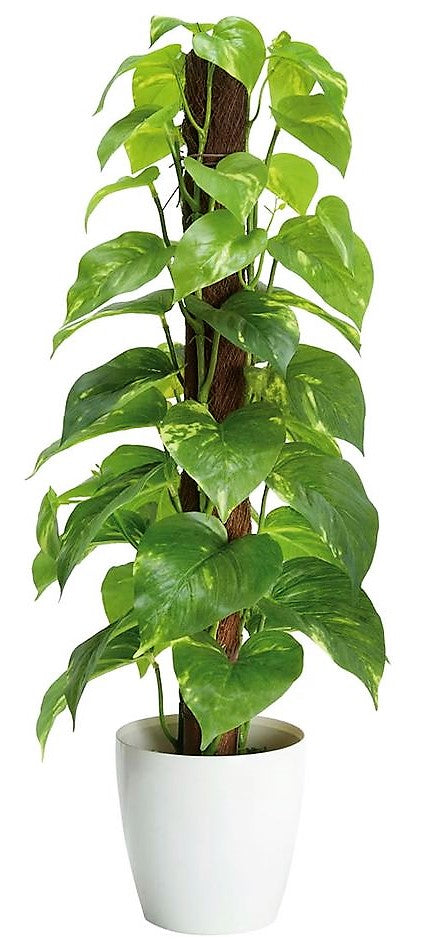 Money Plant, Epipremnum Aureum - www.FOP.ae Buy online Best and Healthy Plants and quality products guarantee in Dubai Plants Shop in Dubai Abu Dhabi all over UAE Plants near me Fresh Plants in Dubai where to buy plants in UAE - FOP.ae