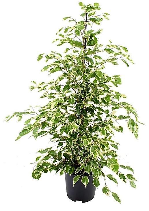 Ficus Benjamina, Twilight - www.FOP.ae Buy online Best and Healthy Plants and quality products guarantee in Dubai Plants Shop in Dubai Abu Dhabi all over UAE Plants near me Fresh Plants in Dubai where to buy plants in UAE - FOP.ae