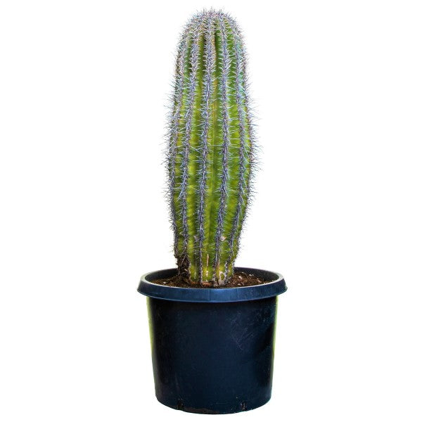 Saguaro Cactus - www.FOP.ae Buy online Best and Healthy Plants and quality products guarantee in Dubai Plants Shop in Dubai Abu Dhabi all over UAE Plants near me Fresh Plants in Dubai where to buy plants in UAE - FOP.ae