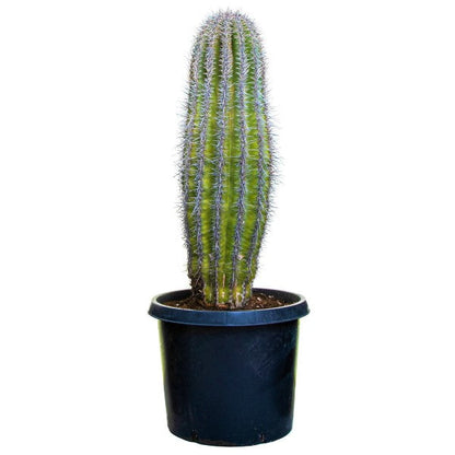 Saguaro Cactus - www.FOP.ae Buy online Best and Healthy Plants and quality products guarantee in Dubai Plants Shop in Dubai Abu Dhabi all over UAE Plants near me Fresh Plants in Dubai where to buy plants in UAE - FOP.ae