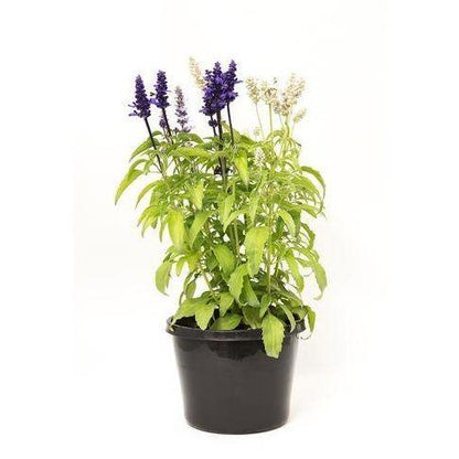 Sage of the diviners (small) - www.FOP.ae Buy online Best and Healthy Plants and quality products guarantee in Dubai Plants Shop in Dubai Abu Dhabi all over UAE Plants near me Fresh Plants in Dubai where to buy plants in UAE - FOP.ae