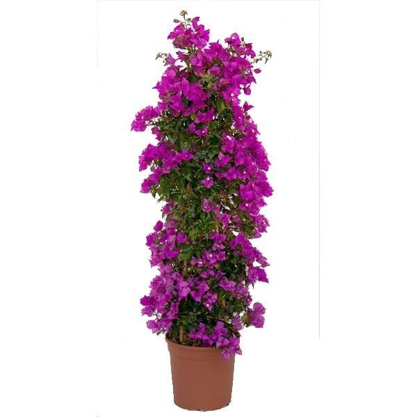 Bougainvillea Alexandra , Purple Paper Flower - www.FOP.ae Buy online Best and Healthy Plants and quality products guarantee in Dubai Plants Shop in Dubai Abu Dhabi all over UAE Plants near me Fresh Plants in Dubai where to buy plants in UAE - FOP.ae