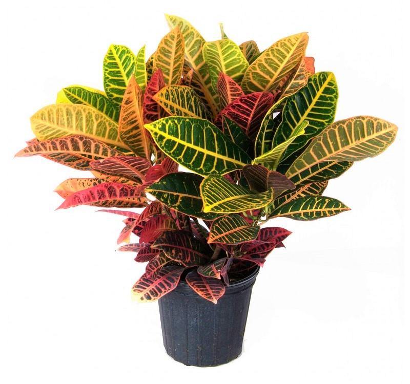 Codiaeum Variegatum , Croton (Indoor) - www.FOP.ae Buy online Best and Healthy Plants and quality products guarantee in Dubai Plants Shop in Dubai Abu Dhabi all over UAE Plants near me Fresh Plants in Dubai where to buy plants in UAE - FOP.ae