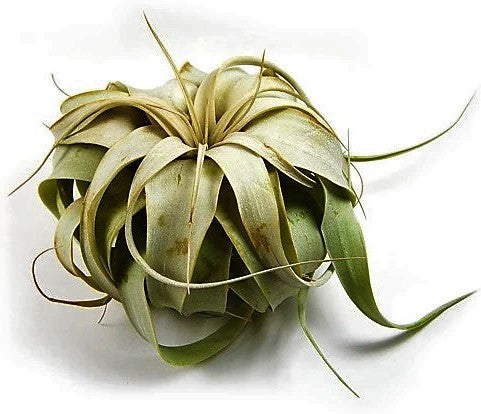 Tillandsia Xerographica - www.FOP.ae Buy online Best and Healthy Plants and quality products guarantee in Dubai Plants Shop in Dubai Abu Dhabi all over UAE Plants near me Fresh Plants in Dubai where to buy plants in UAE - FOP.ae