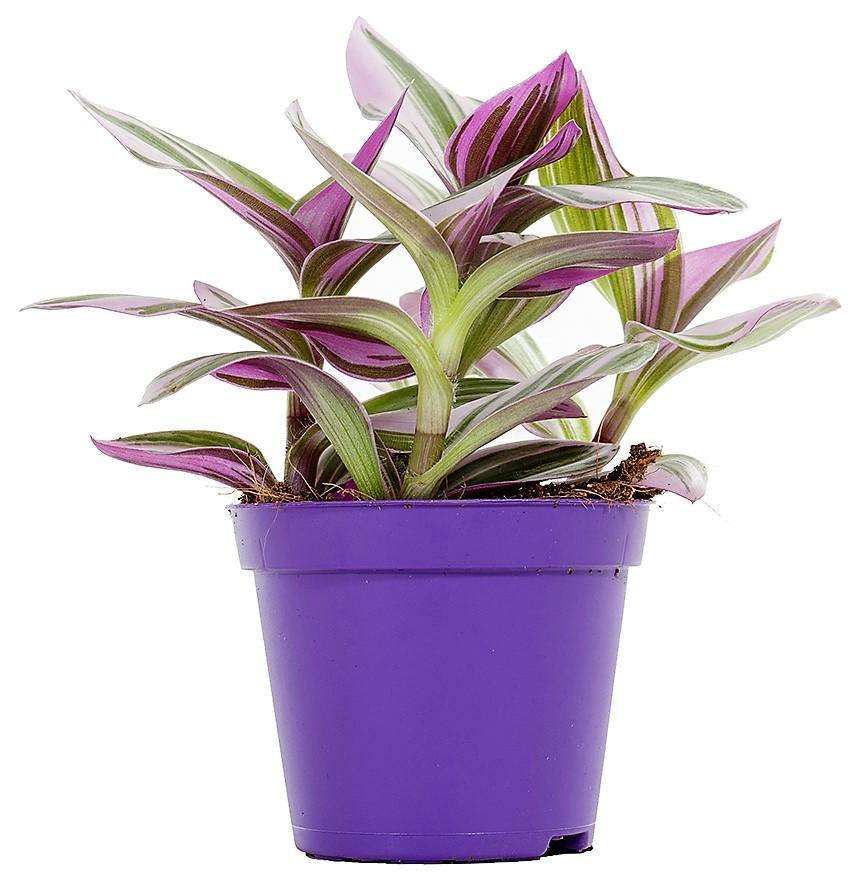 Fantasy Venice, Tradescantia Nanouk - www.FOP.ae Buy online Best and Healthy Plants and quality products guarantee in Dubai Plants Shop in Dubai Abu Dhabi all over UAE Plants near me Fresh Plants in Dubai where to buy plants in UAE - FOP.ae