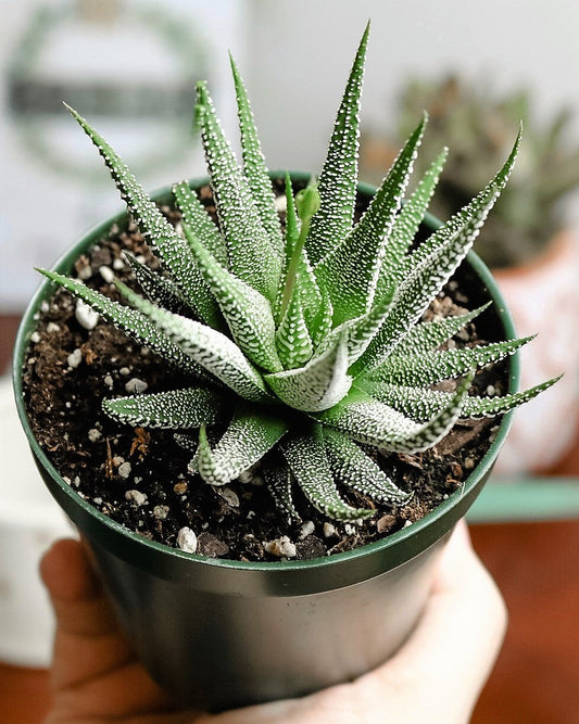 Zebra Cactus, Haworthia Fasciata Concolor - www.FOP.ae Buy online Best and Healthy Plants and quality products guarantee in Dubai Plants Shop in Dubai Abu Dhabi all over UAE Plants near me Fresh Plants in Dubai where to buy plants in UAE - FOP.ae
