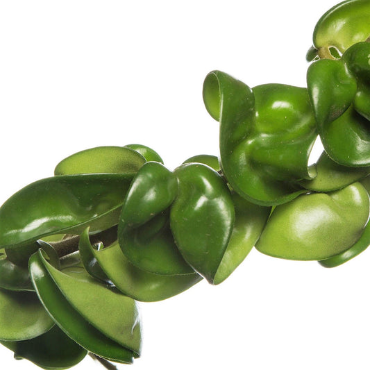 Rope Plant, Hoya Carnosa Compacta, Porcelain Flower - www.FOP.ae Buy online Best and Healthy Plants and quality products guarantee in Dubai Plants Shop in Dubai Abu Dhabi all over UAE Plants near me Fresh Plants in Dubai where to buy plants in UAE - FOP.ae
