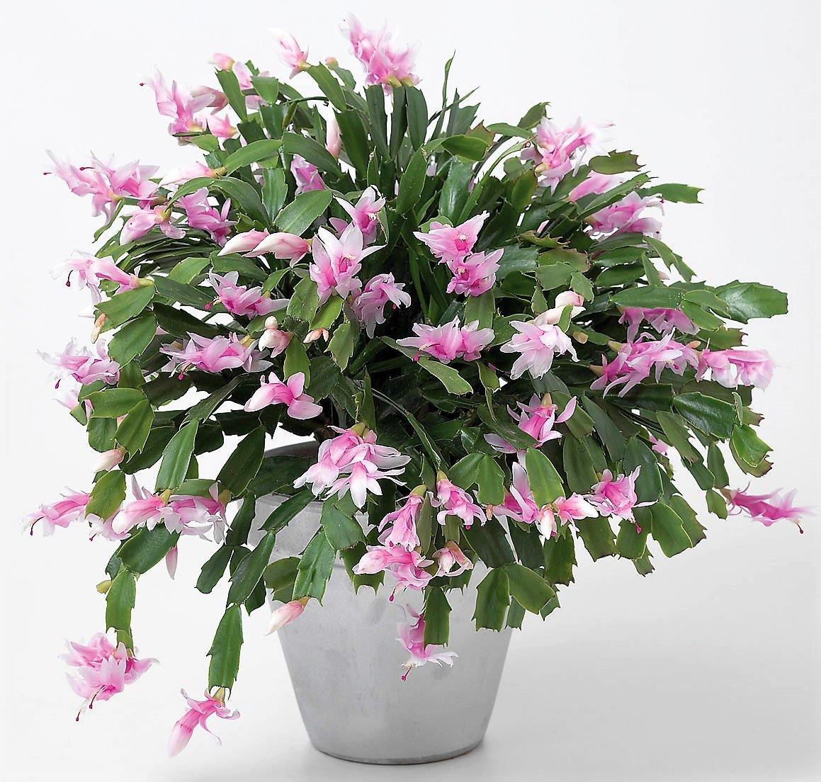 Christmas Cactus - www.FOP.ae Buy online Best and Healthy Plants and quality products guarantee in Dubai Plants Shop in Dubai Abu Dhabi all over UAE Plants near me Fresh Plants in Dubai where to buy plants in UAE - FOP.ae
