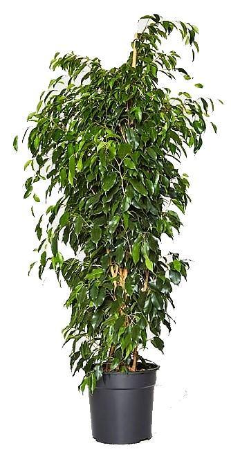 Ficus Benjamin Danielle, Weeping Fig - www.FOP.ae Buy online Best and Healthy Plants and quality products guarantee in Dubai Plants Shop in Dubai Abu Dhabi all over UAE Plants near me Fresh Plants in Dubai where to buy plants in UAE - FOP.ae