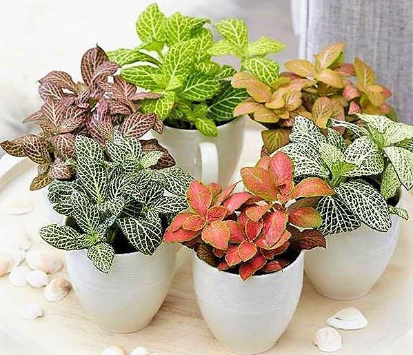 Fittonia , Nerve , Mosaic , Net Plant - www.FOP.ae Buy online Best and Healthy Plants and quality products guarantee in Dubai Plants Shop in Dubai Abu Dhabi all over UAE Plants near me Fresh Plants in Dubai where to buy plants in UAE - FOP.ae