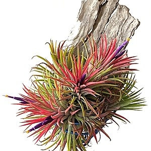 Tillandsia Lonantha Red Clumb - www.FOP.ae Buy online Best and Healthy Plants and quality products guarantee in Dubai Plants Shop in Dubai Abu Dhabi all over UAE Plants near me Fresh Plants in Dubai where to buy plants in UAE - FOP.ae