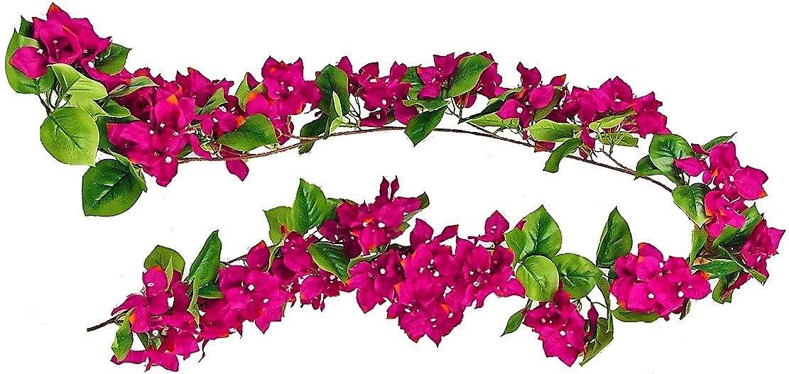 Bougainvillea Spectabilis Pink - www.FOP.ae Buy online Best and Healthy Plants and quality products guarantee in Dubai Plants Shop in Dubai Abu Dhabi all over UAE Plants near me Fresh Plants in Dubai where to buy plants in UAE - FOP.ae