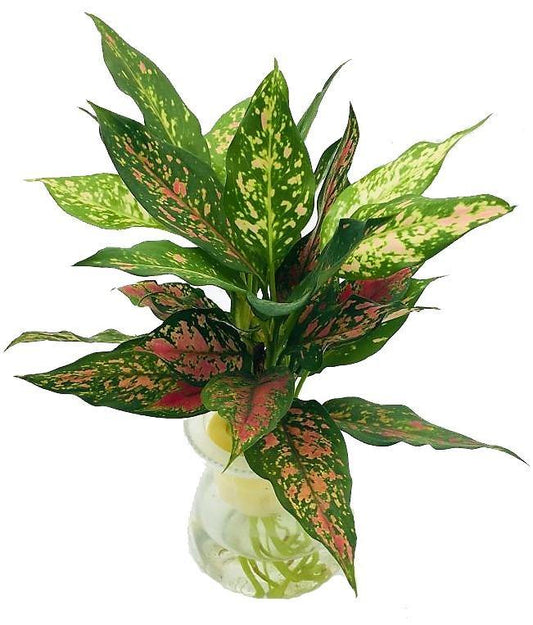 Aglaonema Sp , Wishes - www.FOP.ae Buy online Best and Healthy Plants and quality products guarantee in Dubai Plants Shop in Dubai Abu Dhabi all over UAE Plants near me Fresh Plants in Dubai where to buy plants in UAE - FOP.ae